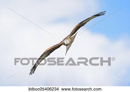 Male red kite (Milvus milvus), Mecklenburg-Vorpommern, Germany, Europe View Large Photo Image Picture - Male red kite (Milvus milvus), Mecklenburg-Vorpommern, Germany, Europe. Fotosearch