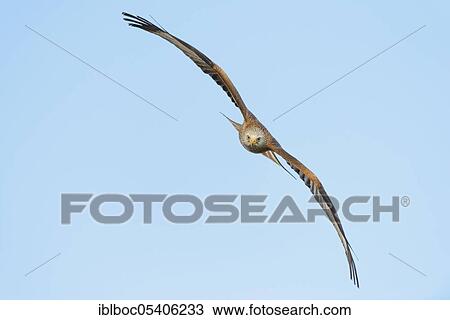 Male red kite (Milvus milvus), Mecklenburg-Vorpommern, Germany, Europe View Large Photo Image Stock Image - Male red kite (Milvus milvus), Mecklenburg-Vorpommern, Germany, Europe. Fotosearch