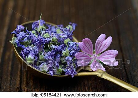 Stock Image - Mallow tea, dried flowers, Common mallow ( Malva sylvestris). Fotosearch