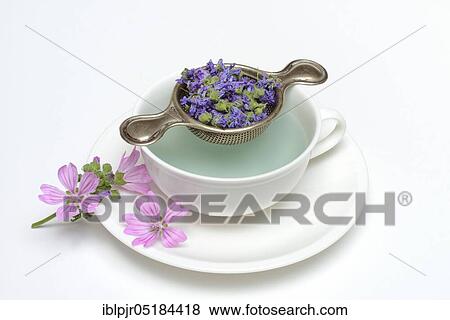 Mallow tea, dried flowers, tea strainer, Common mallow ( Malva sylvestris) View Large Photo Image Stock Photo - Mallow tea, dried flowers, tea strainer, Common mallow ( Malva sylvestris). Fotosearch