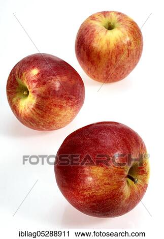 Malus domestica, cultivated apple (Malus domestica), apple, apples, rose family, Royal Gala Apples, malus domestica exempt, cultivated apple, apple, apples, rose family, Royal Gala Apples, malus domestica exempt View Large Photo Image Stock Image - Malus domestica, cultivated apple (Malus domestica), apple, apples, rose family, Royal Gala Apples, malus domestica exempt, cultivated apple, apple, apples, rose family, Royal Gala Apples, malus domestica exempt. Fotosearch