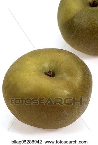 Malus domestica, cultivated apple (Malus domestica), apple, apples, rose family, Canada Apple, malus domesticas exempt, cultivated apple, apple, apples, rose family, Canada Apple, malus domesticas exempt View Large Photo Image Stock Image - Malus domestica, cultivated apple (Malus domestica), apple, apples, rose family, Canada Apple, malus domesticas exempt, cultivated apple, apple, apples, rose family, Canada Apple, malus domesticas exempt. Fotosearch
