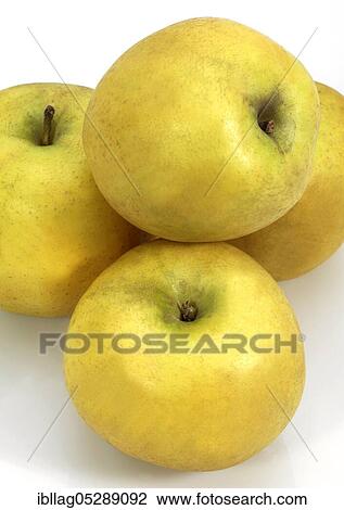 Malus domestica, cultivated apple (Malus domestica), apple free-range View Large Photo Image Stock Image - Malus domestica, cultivated apple (Malus domestica), apple free-range. Fotosearch