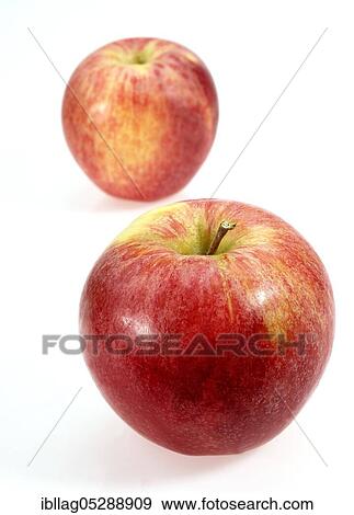 Malus domestica, cultivated apple (Malus domestica), apple, apples, rose family, Royal Gala Apple, malus domestic, cultivated apple, apple, apples, rose family, Royal Gala Apple, malus domestica View Large Photo Image Stock Photo - Malus domestica, cultivated apple (Malus domestica), apple, apples, rose family, Royal Gala Apple, malus domestic, cultivated apple, apple, apples, rose family, Royal Gala Apple, malus domestica. Fotosearch