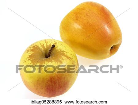 Malus domestica, cultivated apple (Malus domestica), apple, apples, rose family, GOLDEN APPLE malus domestica exempt, cultivated apple, apple, apples, rose family, GOLDEN APPLE malus domestica exempt View Large Photo Image Stock Photography - Malus domestica, cultivated apple (Malus domestica), apple, apples, rose family, GOLDEN APPLE malus domestica exempt, cultivated apple, apple, apples, rose family, GOLDEN APPLE malus domestica exempt. Fotosearch