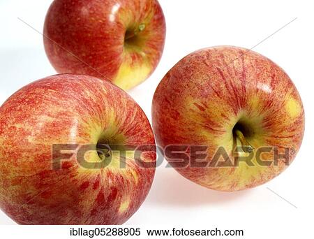 Malus domestica, cultivated apple (Malus domestica), apple, apples, rose family, Royal Gala Apples, malus domestica exempt, cultivated apple, apple, apples, rose family, Royal Gala Apples, malus domestica exempt View Large Photo Image Stock Photography - Malus domestica, cultivated apple (Malus domestica), apple, apples, rose family, Royal Gala Apples, malus domestica exempt, cultivated apple, apple, apples, rose family, Royal Gala Apples, malus domestica exempt. Fotosearch