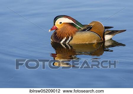 Mandarin Duck (Aix galericulata), drake View Large Photo Image Stock Image - Mandarin Duck (Aix galericulata), drake. Fotosearch