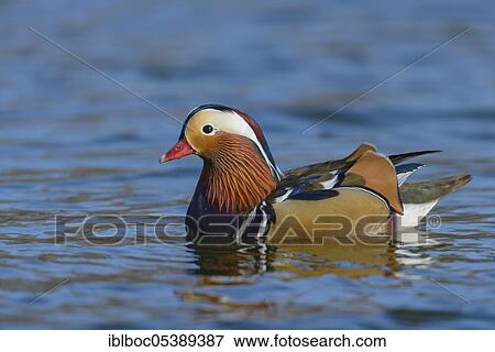 Stock Photo - Mandarin duck (Aix galericulata), Hanover, Lower Saxony, Germany, Europe. Fotosearch
