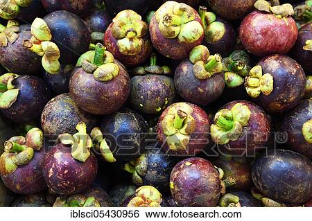 Mangosteen at the Banzaan Fresh Market, Patong Beach, Phuket, Thailand, Asia View Large Photo Image Stock Photograph - Mangosteen at the Banzaan Fresh Market, Patong Beach, Phuket, Thailand, Asia. Fotosearch