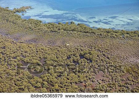 Mangroves on Moreton Island, Brisbane, Australia, Oceania View Large Photo Image Stock Photo - Mangroves on Moreton Island, Brisbane, Australia, Oceania. Fotosearch
