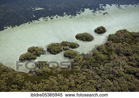 Mangroves on Stradbroke Island, Moreton Bay, Brisbane, Australia, Oceania View Large Photo Image Stock Photography - Mangroves on Stradbroke Island, Moreton Bay, Brisbane, Australia, Oceania. Fotosearch
