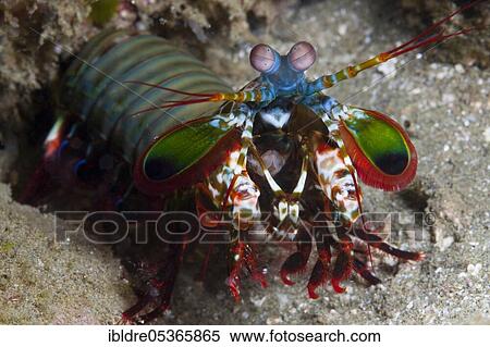 Mantis shrimp (Odontodactylus scyllarus), Ambon, Moluccas, Indonesia, Asia View Large Photo Image Stock Photography - Mantis shrimp (Odontodactylus scyllarus), Ambon, Moluccas, Indonesia, Asia. Fotosearch