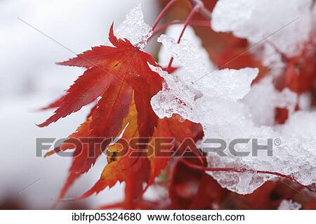 Maple, autumn foliage, Switzerland, Europe View Large Photo Image Stock Image - Maple, autumn foliage, Switzerland, Europe. Fotosearch