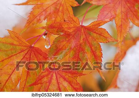 Maple, autumn foliage, Switzerland, Europe View Large Photo Image Stock Image - Maple, autumn foliage, Switzerland, Europe. Fotosearch