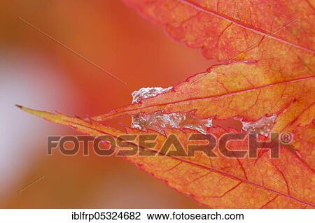 Stock Image - Maple, autumn foliage, Switzerland, Europe. Fotosearch