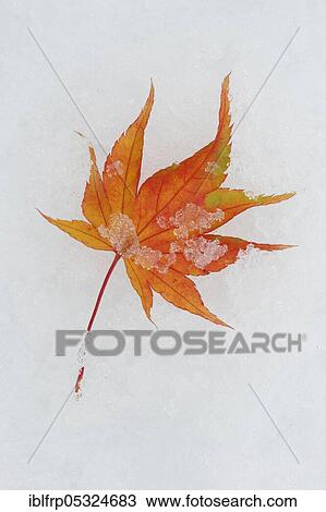 Stock Image - Maple, autumn foliage, Switzerland, Europe. Fotosearch