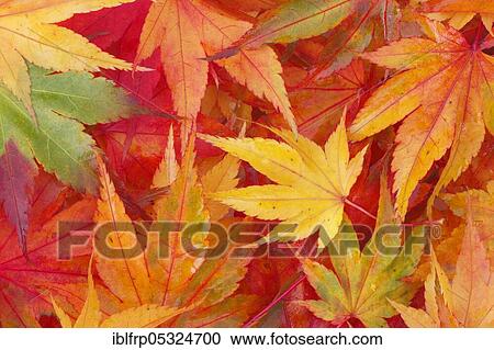 Maple, autumn foliage, Switzerland, Europe View Large Photo Image Stock Image - Maple, autumn foliage, Switzerland, Europe. Fotosearch