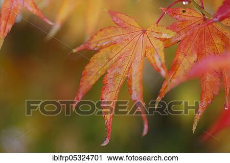 Maple, autumn foliage, Switzerland, Europe View Large Photo Image Stock Image - Maple, autumn foliage, Switzerland, Europe. Fotosearch