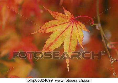 Stock Photo - Maple, autumn foliage, Switzerland, Europe. Fotosearch