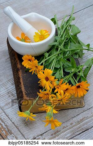 Picture - Marigolds ( Calendula officinalis) on old book with mortar. Fotosearch