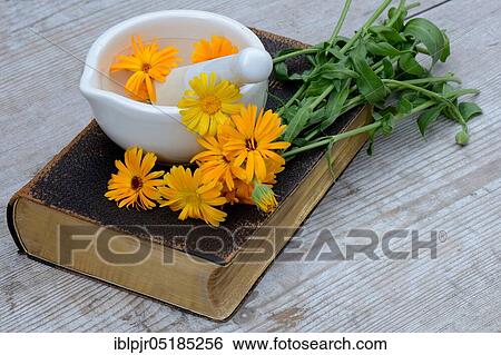 Stock Photograph - Marigolds ( Calendula officinalis) on old book with mortar. Fotosearch