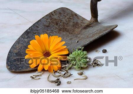 Marigoldsseeds and flowers View Large Photo Image Stock Photo - Marigoldsseeds and flowers. Fotosearch