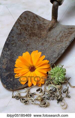 Marigoldsseeds and flowers View Large Photo Image Stock Photo - Marigoldsseeds and flowers. Fotosearch