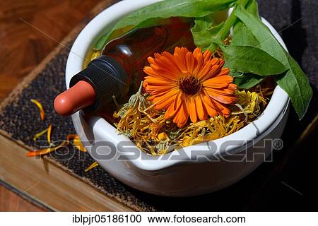 Stock Image - Marigoldstincture and blossoms, in rubbing bowl, on old book, -tincture. Fotosearch