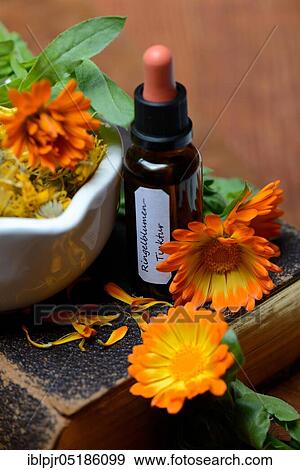 Marigoldstincture and blossoms, in rubbing bowl, on old book, -tincture View Large Photo Image Stock Photo - Marigoldstincture and blossoms, in rubbing bowl, on old book, -tincture. Fotosearch