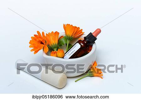 Stock Photograph - Marigoldstincture and flowers, in rubbing bowl, tincture. Fotosearch