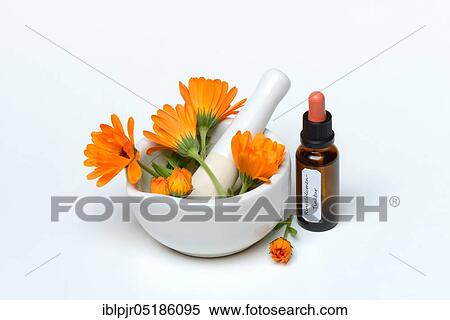 Stock Photography - Marigoldstincture and flowers, in rubbing bowl, tincture. Fotosearch