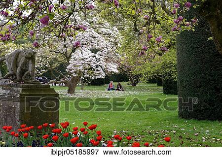 Marischer Garten, Flowering Magnolia Trees Wilhelma, Zoological-Botanical Garden, Stuttgart, Baden-Württemberg, Germany, Europe View Large Photo Image Stock Photo - Marischer Garten, Flowering Magnolia Trees Wilhelma, Zoological-Botanical Garden, Stuttgart, Baden-Württemberg, Germany, Europe. Fotosearch