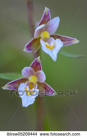 Marsh Helleborine (Epipactis palustris) Lower Saxony, Germany, Europe View Large Photo Image Picture - Marsh Helleborine (Epipactis palustris) Lower Saxony, Germany, Europe. Fotosearch