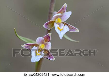 Marsh Helleborine (Epipactis palustris) Lower Saxony, Germany, Europe View Large Photo Image Stock Image - Marsh Helleborine (Epipactis palustris) Lower Saxony, Germany, Europe. Fotosearch