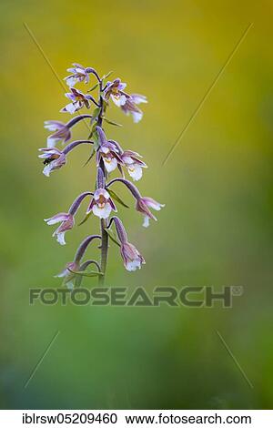 Marsh Helleborine (Epipactis palustris) Lower Saxony, Germany, Europe View Large Photo Image Stock Image - Marsh Helleborine (Epipactis palustris) Lower Saxony, Germany, Europe. Fotosearch