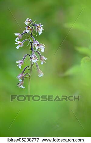 Marsh Helleborine (Epipactis palustris) Lower Saxony, Germany, Europe View Large Photo Image Stock Photo - Marsh Helleborine (Epipactis palustris) Lower Saxony, Germany, Europe. Fotosearch