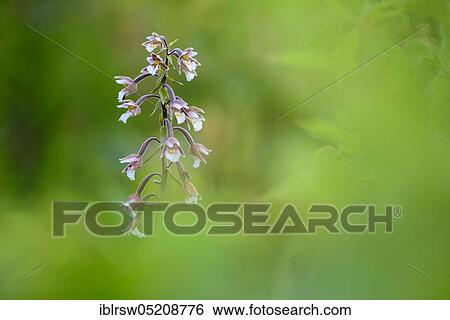 Marsh Helleborine (Epipactis palustris) Lower Saxony, Germany, Europe View Large Photo Image Stock Photograph - Marsh Helleborine (Epipactis palustris) Lower Saxony, Germany, Europe. Fotosearch