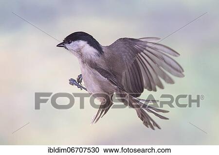 Marsh tit (Parus palustris), Marsh tit in flight, North Rhine-Westphalia, Germany, Europe View Large Photo Image Stock Image - Marsh tit (Parus palustris), Marsh tit in flight, North Rhine-Westphalia, Germany, Europe. Fotosearch