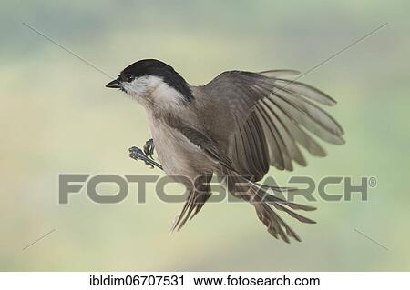 Marsh tit (Parus palustris), Marsh tit in flight, North Rhine-Westphalia, Germany, Europe View Large Photo Image Stock Image - Marsh tit (Parus palustris), Marsh tit in flight, North Rhine-Westphalia, Germany, Europe. Fotosearch