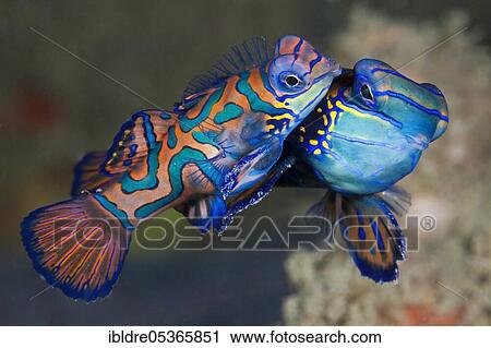 Stock Image - Mating mandarin fish (Synchiropus splendidus), Ambon, Moluccas, Indonesia, Asia. Fotosearch
