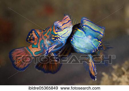 Mating mandarin fish (Synchiropus splendidus), Ambon, Moluccas, Indonesia, Asia View Large Photo Image Stock Photo - Mating mandarin fish (Synchiropus splendidus), Ambon, Moluccas, Indonesia, Asia. Fotosearch