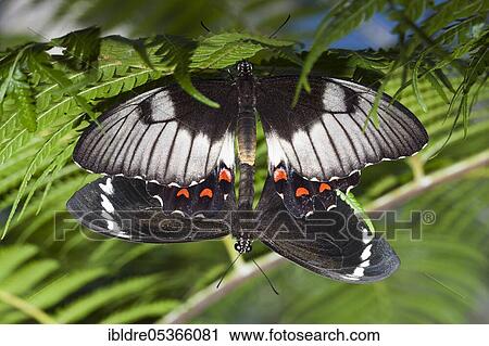 Mating (Papilio aegeus) Garden swallowtail Knight butterfly aegeus, Queensland, Australia, Oceania View Large Photo Image Stock Image - Mating (Papilio aegeus) Garden swallowtail Knight butterfly aegeus, Queensland, Australia, Oceania. Fotosearch