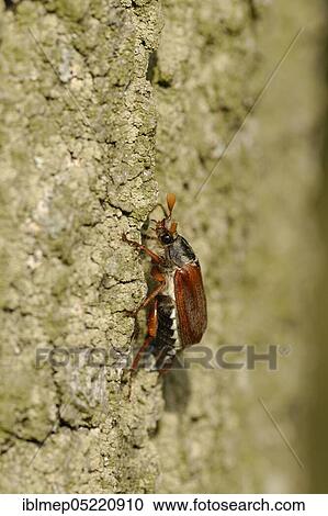 May bug on oak trunk (Melolontha melolontha) View Large Photo Image Stock Image - May bug on oak trunk (Melolontha melolontha). Fotosearch