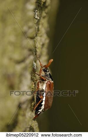 May bug on oak trunk (Melolontha melolontha) View Large Photo Image Stock Image - May bug on oak trunk (Melolontha melolontha). Fotosearch