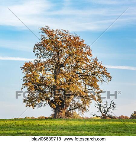 Stock Photo - Meadow with old gnarled solitary oak (Quercus robur) in autumn, former hute tree, Reinhardswald, Hesse, Germany, Europe. Fotosearch