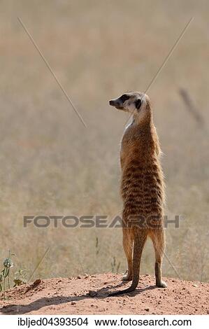 Meerkat (Suricata suricatta), adult standing on a sandy mound, attentive, Kgalagadi Transfrontier Park, Northern Cape, South Africa, Africa View Large Photo Image Picture - Meerkat (Suricata suricatta), adult standing on a sandy mound, attentive, Kgalagadi Transfrontier Park, Northern Cape, South Africa, Africa. Fotosearch