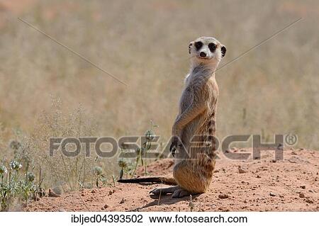 Meerkat (Suricata suricatta), adult standing on a sandy mound, attentive, Kgalagadi Transfrontier Park, Northern Cape, South Africa, Africa View Large Photo Image Stock Image - Meerkat (Suricata suricatta), adult standing on a sandy mound, attentive, Kgalagadi Transfrontier Park, Northern Cape, South Africa, Africa. Fotosearch