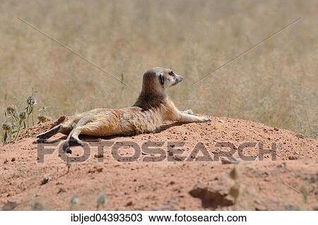 Stock Image - Meerkat (Suricata suricatta), adult lying on a sandy mound, attentive, Kgalagadi Transfrontier Park, Northern Cape, South Africa, Africa. Fotosearch