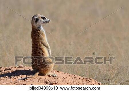 Meerkat (Suricata suricatta), adult standing on a sandy mound, attentive, Kgalagadi Transfrontier Park, Northern Cape, South Africa, Africa View Large Photo Image Stock Image - Meerkat (Suricata suricatta), adult standing on a sandy mound, attentive, Kgalagadi Transfrontier Park, Northern Cape, South Africa, Africa. Fotosearch
