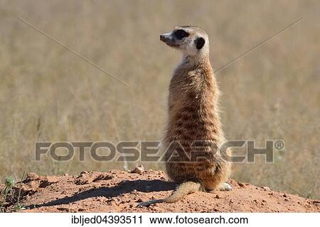 Meerkat (Suricata suricatta), adult standing on a sandy mound, attentive, Kgalagadi Transfrontier Park, Northern Cape, South Africa, Africa View Large Photo Image Stock Image - Meerkat (Suricata suricatta), adult standing on a sandy mound, attentive, Kgalagadi Transfrontier Park, Northern Cape, South Africa, Africa. Fotosearch